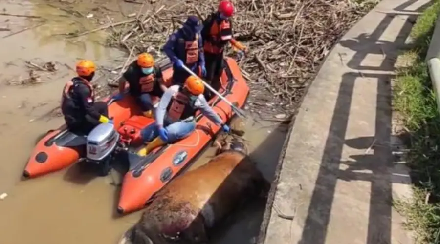 Gambar Artikel Dosen UM Surabaya Ungkap Bahaya Buang Bangkai Hewan PMK ke Sungai