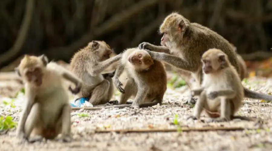 Gambar Artikel Fenomena Monyet Turun ke Desa untuk Cari Makan, Dosen UM Surabaya: Habitatnya Rusak