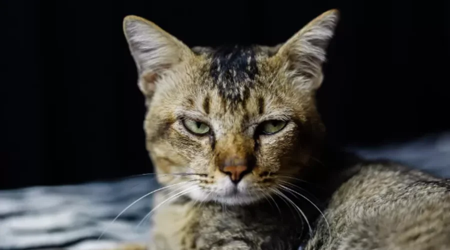 Gambar Artikel Viral Bapak Kos di Semarang Makan Kucing, Apakah Berbahaya bagi Kesehatan? Ini Penjelasan Pakar UM Surabaya